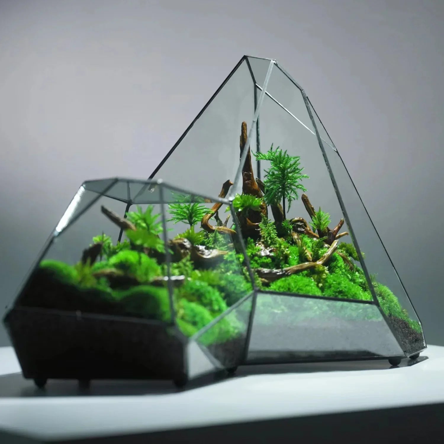 Glass Vase Micro Landscape Planter Rainforest Tank Moss Eco Vase Home Decoration Geometric Glass Flower Room Hydroponic Vase