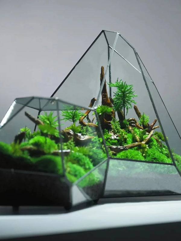 Glass Vase Micro Landscape Planter Rainforest Tank Moss Eco Vase Home Decoration Geometric Glass Flower Room Hydroponic Vase